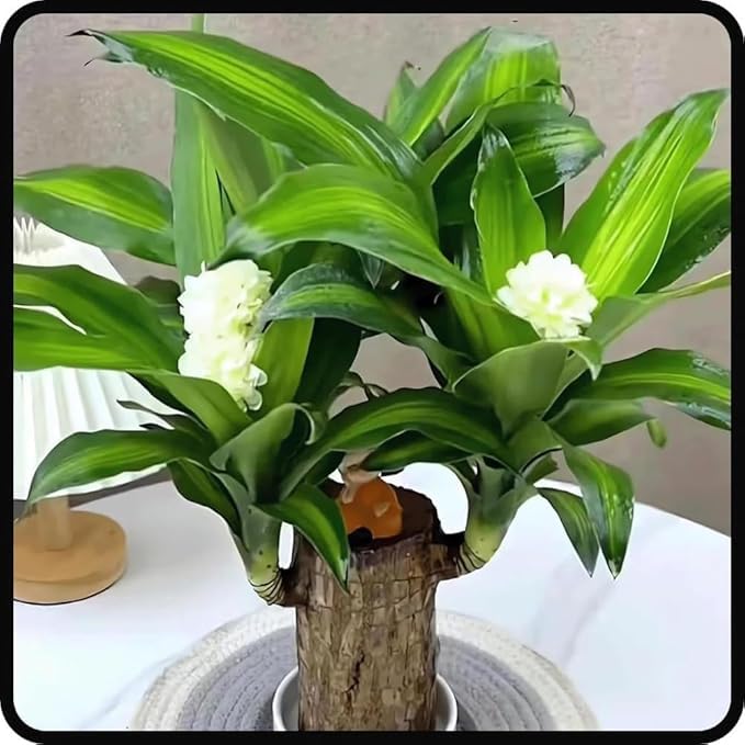 Lucky Brazil Wood Potted Plant