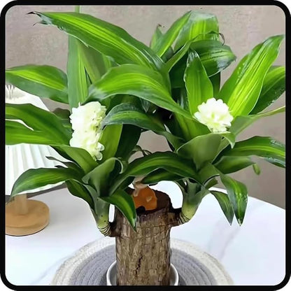 Lucky Brazil Wood Potted Plant