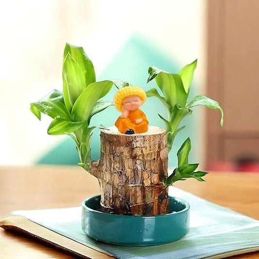 Lucky Brazil Wood Potted Plant