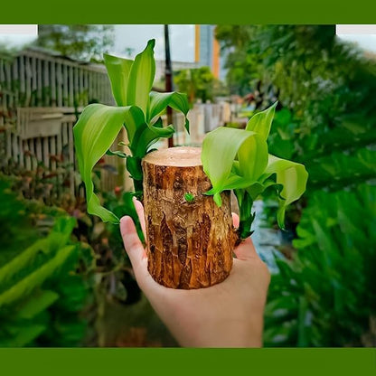 Lucky Brazil Wood Potted Plant